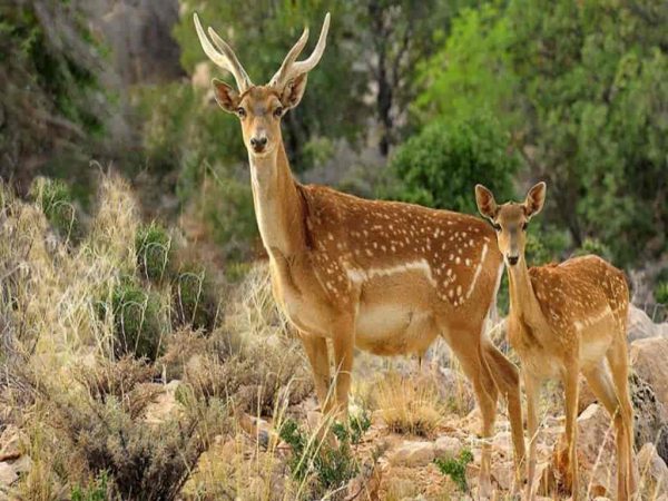 دانلود فایل ورد پارکهای ملی ایران